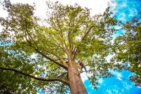 Best Tree and Shrub Care  in Ladson, SC