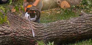Lawn Grading and Leveling in Ladson, SC