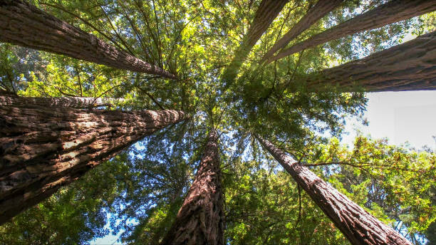 Professional Tree Services in Ladson, SC