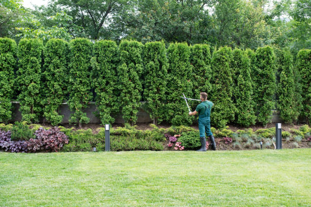How Our Tree Care Process Works  in  Ladson, SC