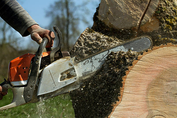 Best Tree Removal  in Ladson, SC